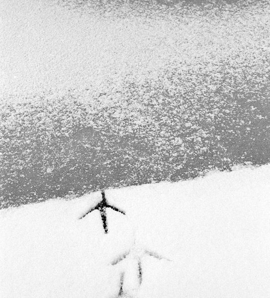 Copyright Birthe Havmøller